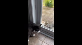 Wild Squirrels And A Cat