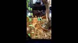 Clumsy Frog Falls Off Glass