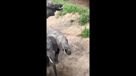African Elephants Have A Hierarchy Lesson In The Wild