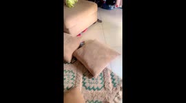 Sisters parade around in home wearing the high heels of Mommy *Wholesome*