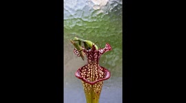 Mantis Eating a Grasshopper on a Sarracenia Plant
