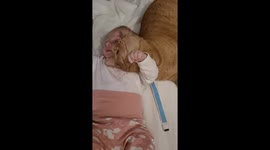 Cat Cuddles Infant For Chin Rubs