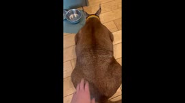 Mountain Lion Does Not Want to Play