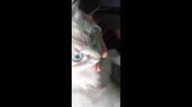 Está es una gatita que apareció por mi casa la habían dejado abandonada y ahora vive con migo