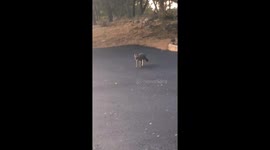 Dinnertime For a Wild Fox