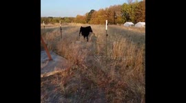 Cow Gets Her Head Stuck in a Metal Tube