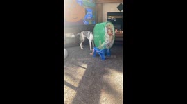 When It's Snack Time But You Have a Dog