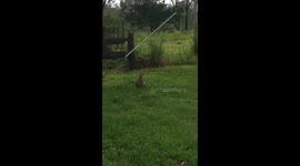 Wallaby With An Extra Scaly Tail