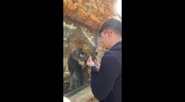 Smart baboon instructs guests how to give him food in Spain zoo