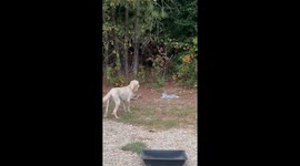 Rabbit Knows Right Where the Electric Fence Ends