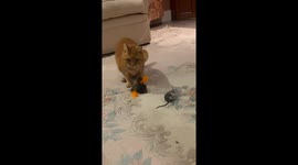 Cat Couldn't Care Less About A Rat