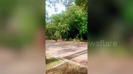 Stray dogs look like 'mafia' walking down street in Cambodia