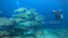 Diver meets huge shoal of fish in Malaysia