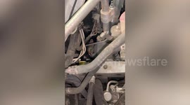 Kittens stuck in depths of car engine adopted by driver