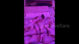 Mouse spotted feasting on raw chicken leg at stall in China
