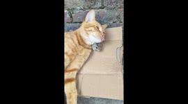 Unlikely friends! Tabby cat uses mouse buddy as a pillow