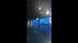 Cheeky Beluga whale spreads its jaws to scare kids watching oceanarium