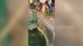Leopard cub rescued after falling into well in central India