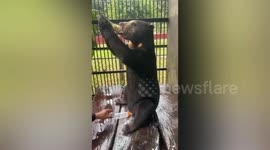 Malaysian sun bear cub guzzles milk from baby bottle