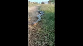 Massive anaconda searches for new nest in Ariporo, Colombia