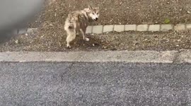Emaciated wild wolf transforms into healthy pet-like pooch as kind locals fee him dinner