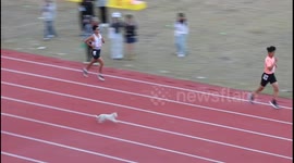 Cat surprisingly clinches first place at Chinese university track meet