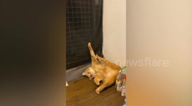 Pet cat lies in funny pose when claw gets stuck on net