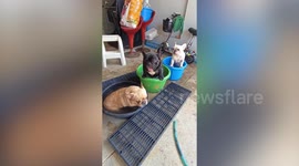 French bulldogs have their own water basins to cool off