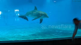 Incredible moment playful dolphin copies man doing cartwheels