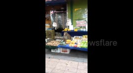 Monkey's seven-day spree across Chinese city culminates in fruit stall banquet