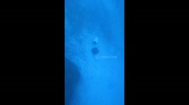 Stingray Encounter At Thirty Meters Deep