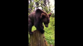 Oso Pardo. Tom