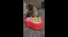 Cat Plays Toy Piano