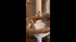 A Squirrel's Lazy Day
