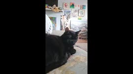 Polite Cat Says Bless You