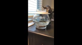 Cat Wants Plant Water