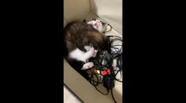 Conked Out Kitten