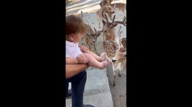 Grandpa introduces baby bliss to friendly deer outside home
