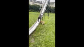 Rainy day fun: Staffordshire Bull Terrier slides and plays in the park