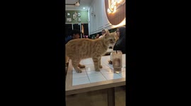 Cat's curious encounter with straw in Semarang café
