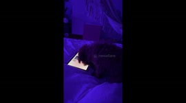 Adorable 4-month-old dog enthusiastically plays iPad game