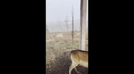 Feisty duck interrupts deer feast in Zakharivka Village, Ukraine