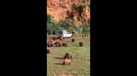 Massive sleuth of bears chase after food truck in Spanish wildlife park
