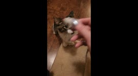 Multi-Toed Maine Coon Kitten Plays Fetch