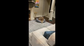 Flashing Smartwatch Confuses Dog