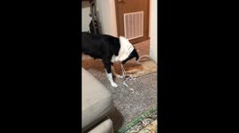 He Wants To Befriend The Cat