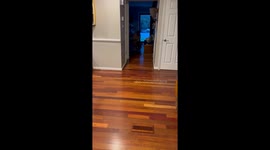 Dog Ready To Frighten The Neighborhood