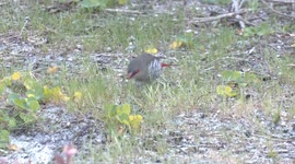 Rarely sighted – a beautiful pair of Red-eared Firetails feeding together on the ground.