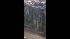Crafty pet dog unlocks cage to brazenly go for stroll