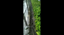 Dozens of fish escape from pond and move through gutter